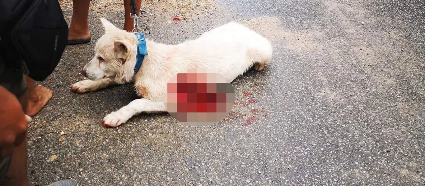 Τι υποστήριξε ο εκπαιδευτικός που μαχαίρωσε τον σκύλο στη Νίκαια - Τι καταγγέλλουν οι γείτονές του (βίντεο-φωτο)